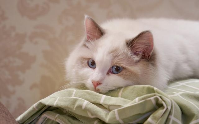 除了贵点，布偶猫其实有这6大优点，难怪那么多人想养