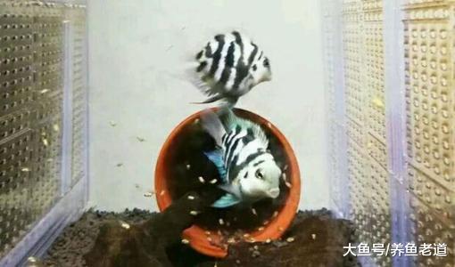 饲养观赏鱼的老手们，在养鱼过程中最在乎的问题是什么？