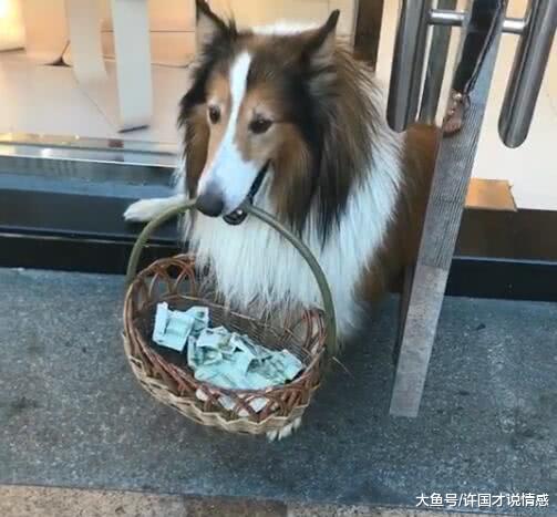 狗狗在店门口等待，意外收获一大笔钱，可女友的话让男子差点崩溃