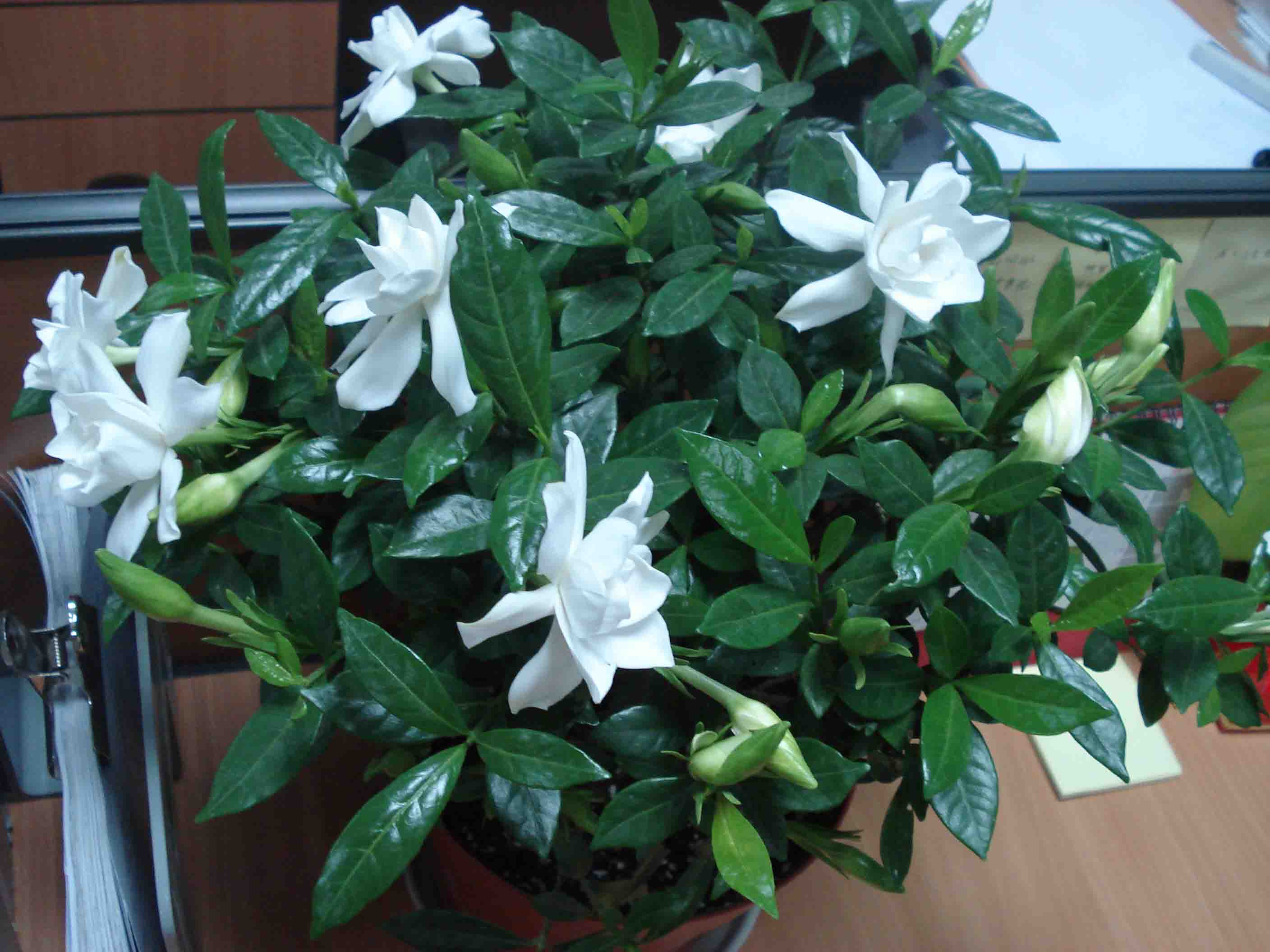 栀子花卉栽培时需要注意什么，知道这些方法，开花就能开爆盆