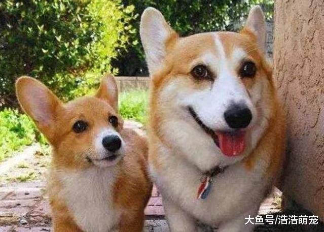 二哈生下小狗，宠主见后沉默了许久，拿着刀敲响了邻居的门