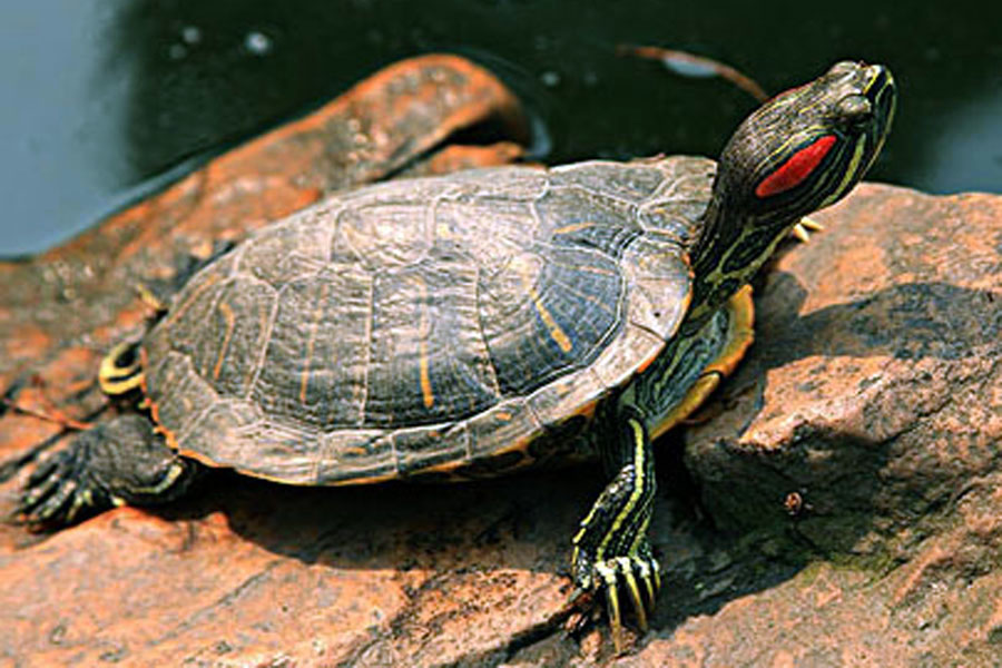 乌龟冬眠期间，有3件事不能干，否则后悔也来不及