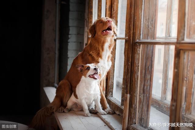 为什么狗狗喜欢“头朝窗外看”？大概这几点就是原因