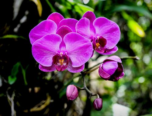 今天就给大家讲一讲：新手怎么养好蝴蝶兰？