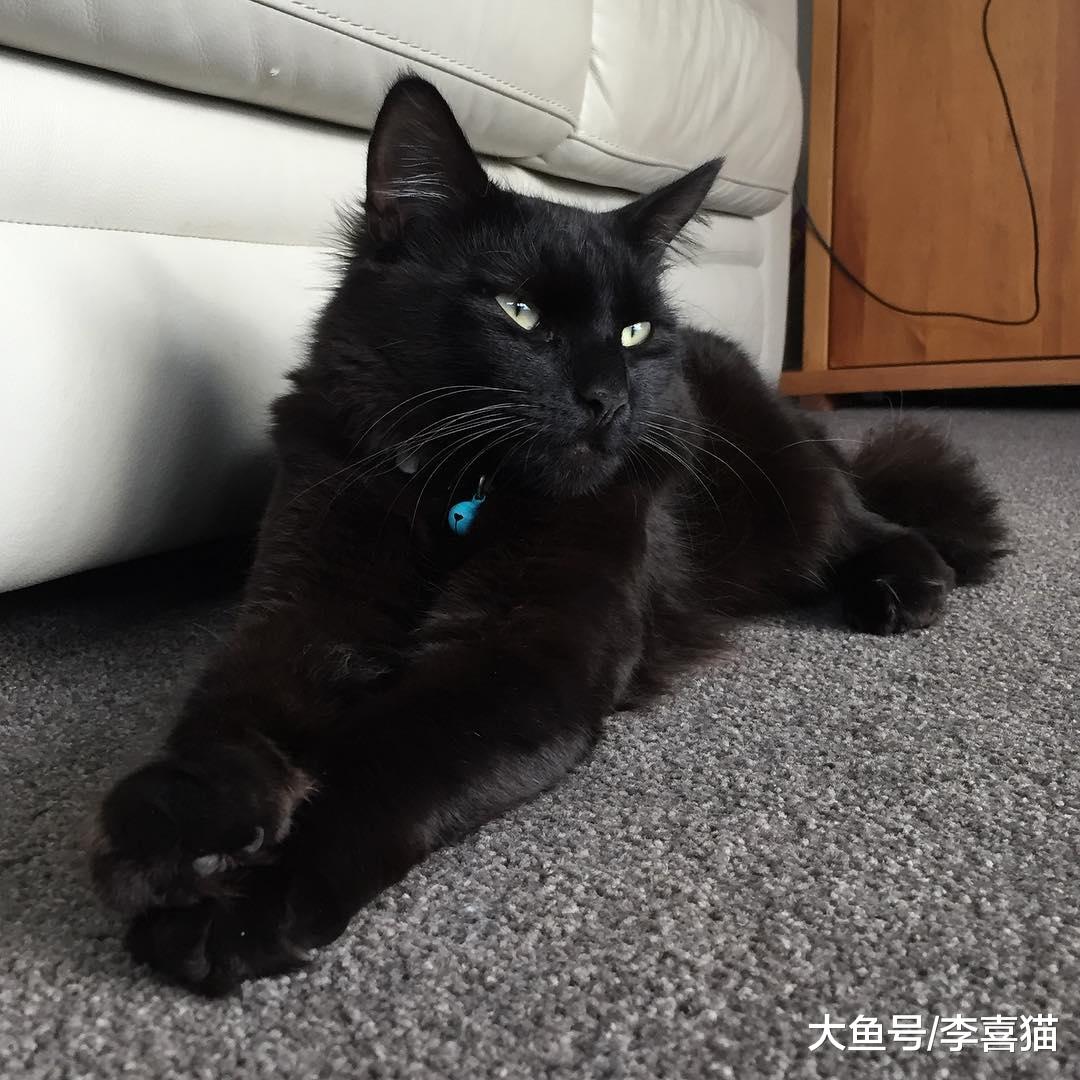 五条关于猫咪的民间谚语和传言，听上去可能有点道理但也别全相信