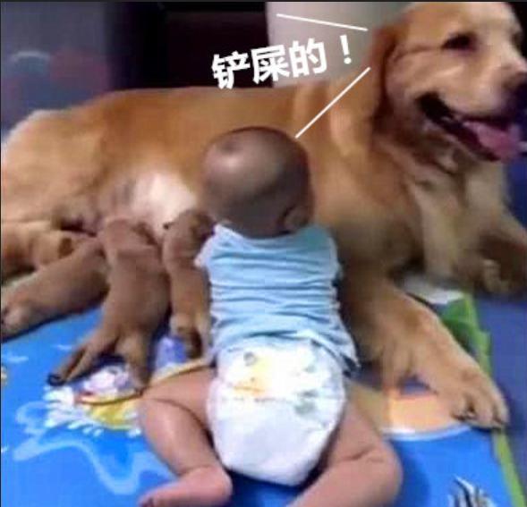 金毛喂奶的时候突然发现多了一个孩子，狗脸一片茫然！