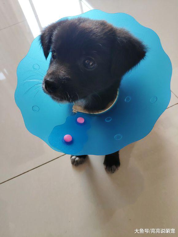 网友发现小狗咬自己，给它脖子里带了个“项圈”，咬不到了