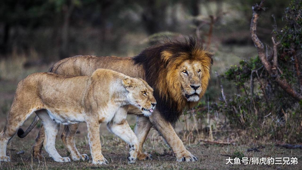 狮子间的“爱恨情仇”, 雄狮掌管一个狮群, 真的太不容易了
