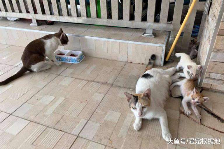 一年前喂过的小公猫，竟拖家带口找上门：喂过我就要负责！