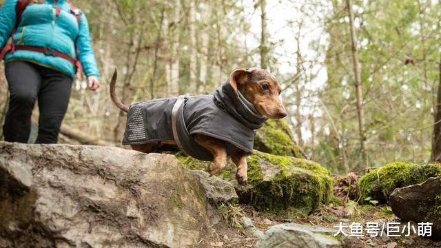 带狗狗去爬山，回来惹一身虫子，主人最好就事先准备好这些！