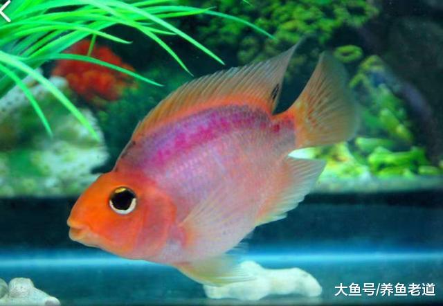 水温水质都达到了鹦鹉鱼的要求，它就是不红，原因在哪里怎么办？