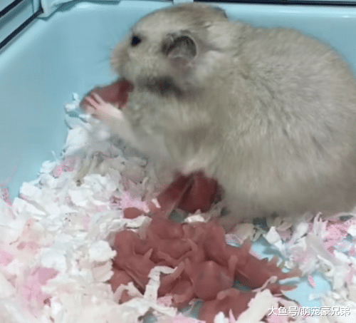 仓鼠崽太可爱用手摸下，谁知仓鼠的反应让人惊呆，这是嫌弃的感觉