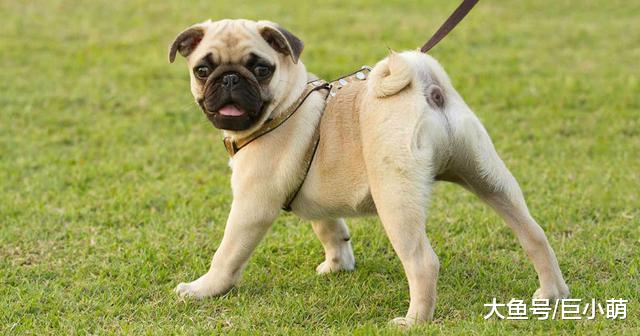 狗狗尾巴作用大，从这7件事看出来，你懂狗尾巴在表达什么吗？