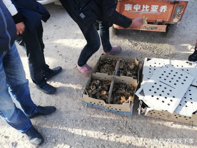小鸡仔价格实惠, 买主10元拿4只, 称“买给孩子过生日! ”