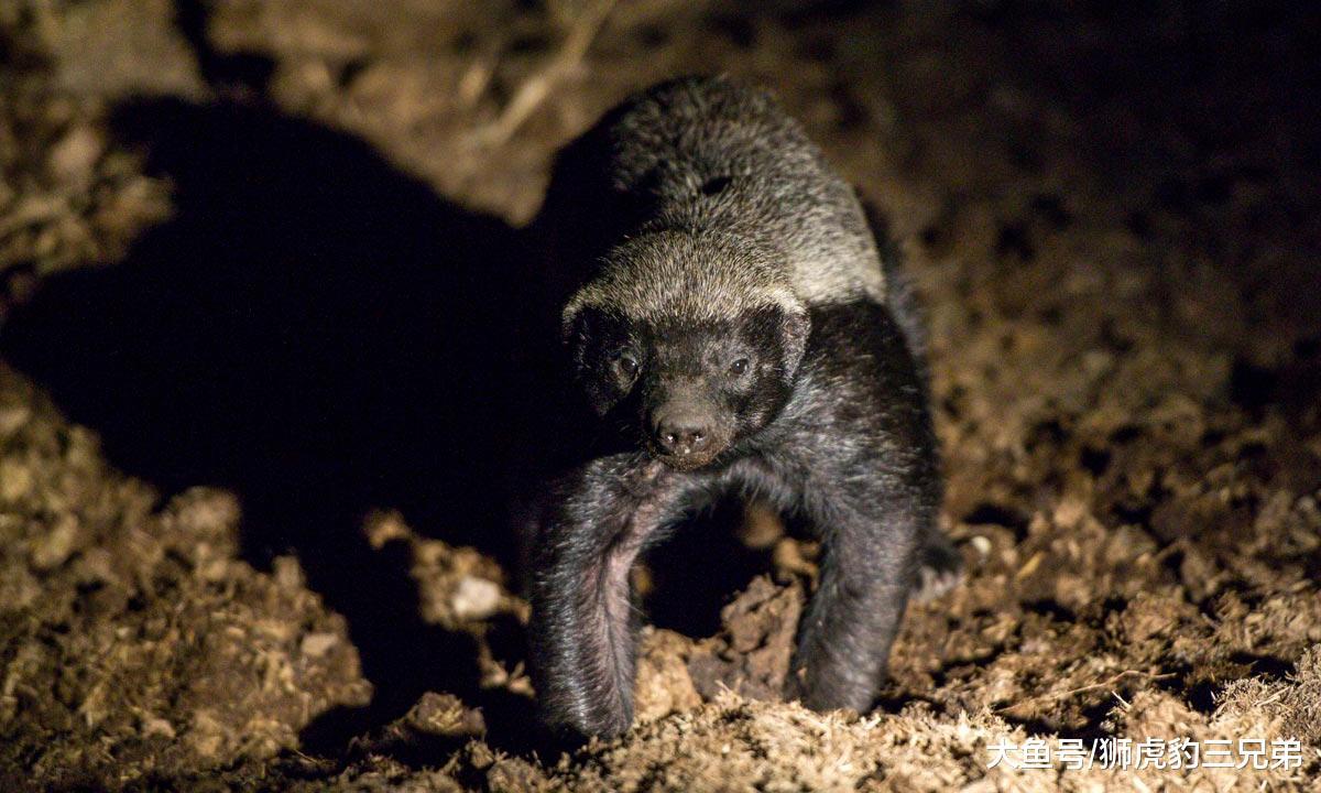 它是草原上最嚣张的动物, 连雄狮都怼, 却因一个优点带来灭顶之灾