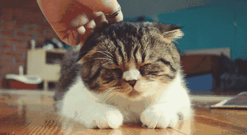 雪貂留香：爱猫的人会爱天下的猫，爱狗的人只爱自家的狗！