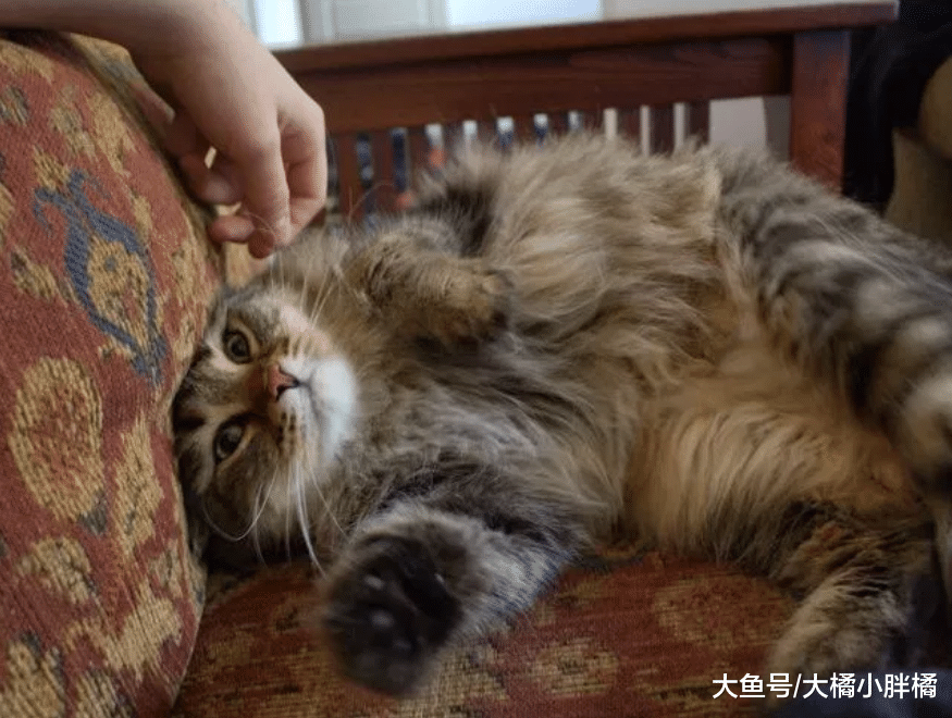 流浪猫被小伙收养，不仅随地大小便，还跟小伙玩了1个月的躲猫猫