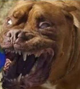 听说装饰是装修公司表情图，哈哈哈~~真的吗？