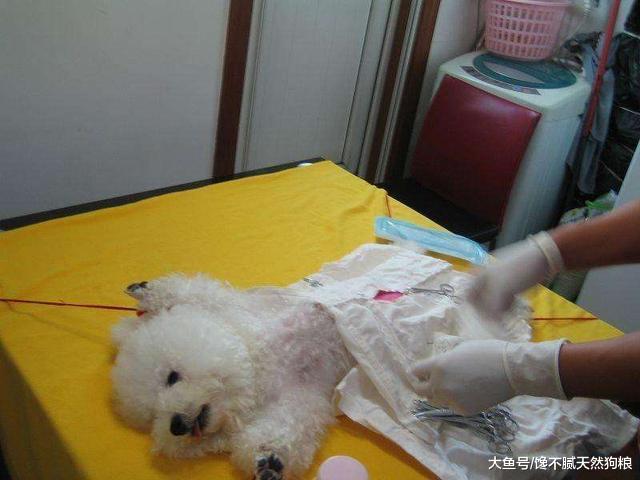 比熊犬的寿命很短, 但做好这6点, 可以适当延长几年的寿命!