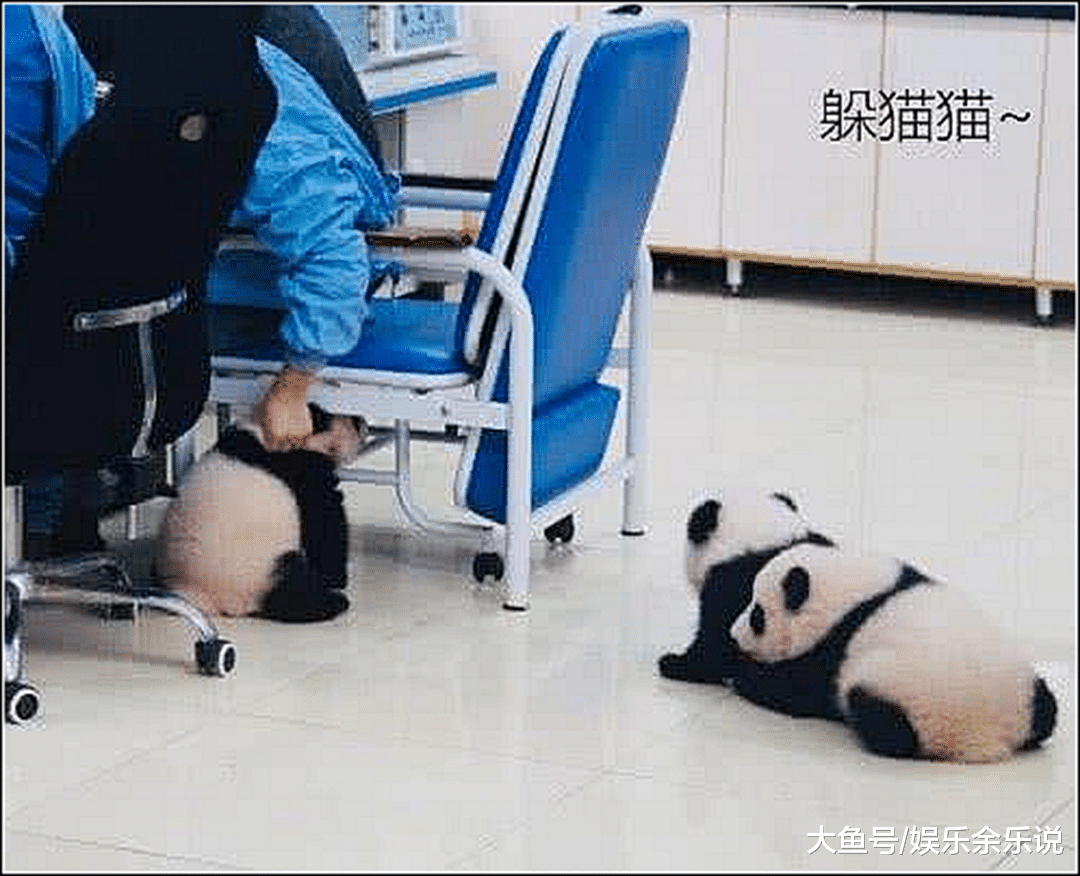 饲养员正在工作，熊猫们上前捣乱，随后一幕众人都被萌化了