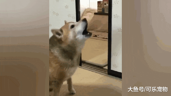 柴犬一饿了就叼着碗出来，丢到主人面前：看见这个碗了没？盛饭！