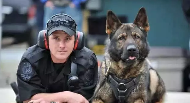 为什么土狗不能当警犬？不是因为它们笨，反而是因为太聪明