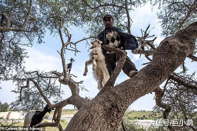 网红景点山羊爬树，游客必去打卡拍照，然而是剥削山羊的骗局