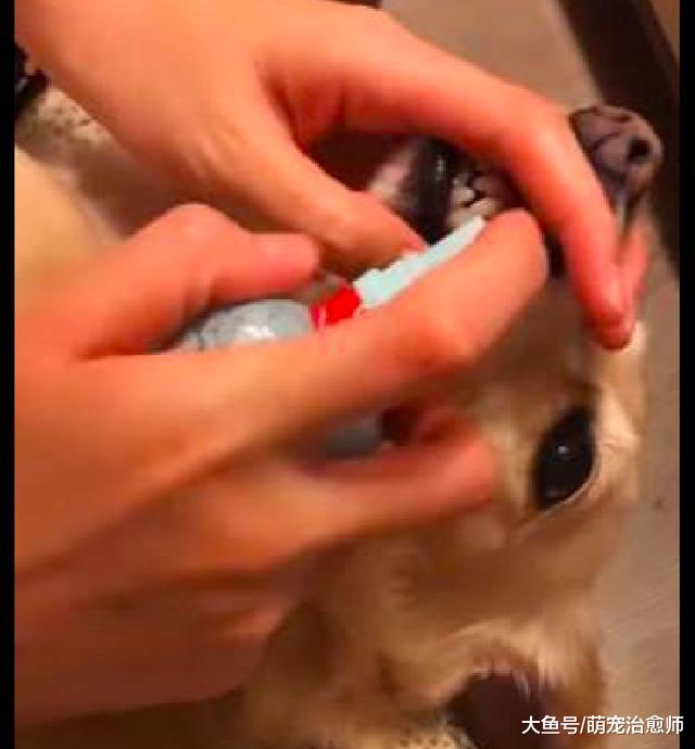 主人给狗狗刷牙，它很配合张开嘴巴露出牙齿，别人家的狗啊！