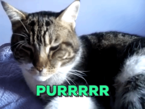 猫为什么会打呼噜？而且人类听了还特别爽？抖m吗？