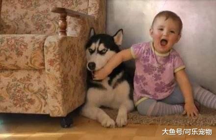 什么叫一物降一物，当哈士奇遇上了熊孩子，也只能乖乖认怂
