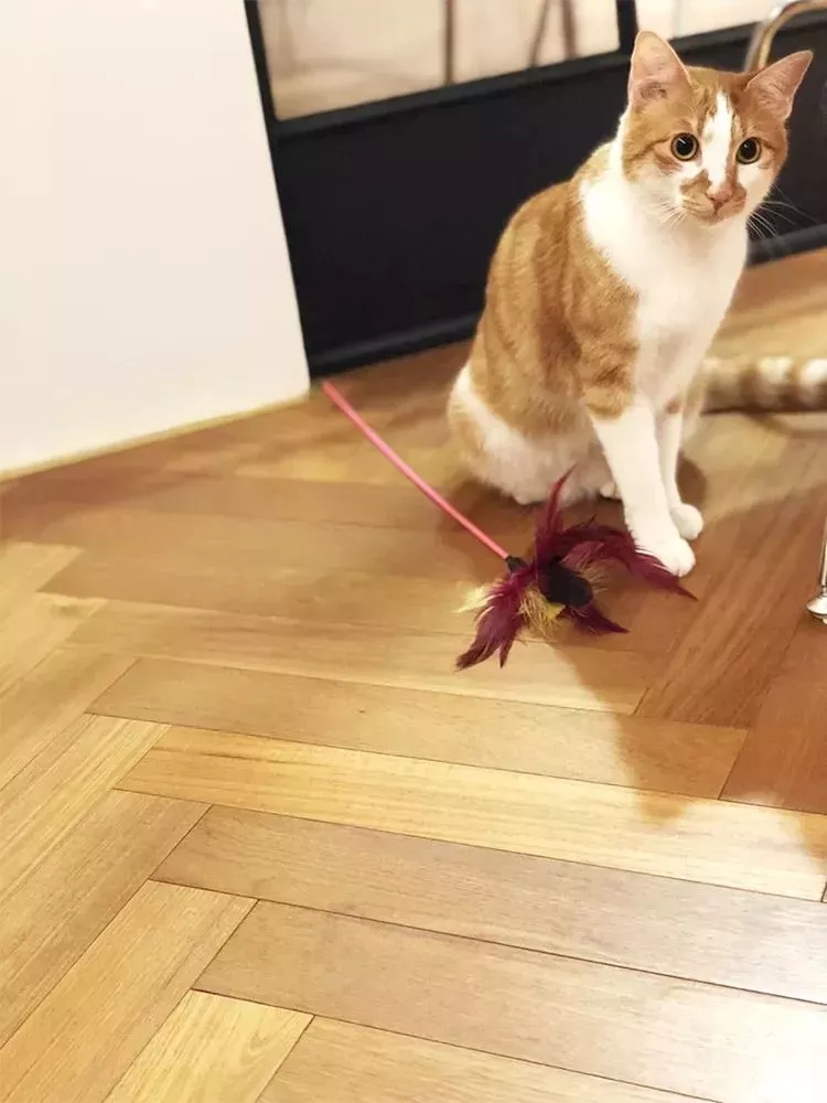 家里的地板都有哪些铺设方案？来看下别人是怎么做的