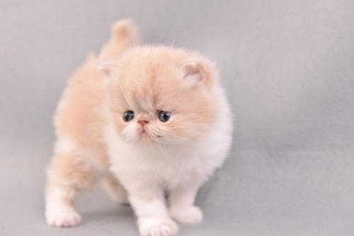 地球上10大最适合家养的猫咪，中华田园猫上榜，你养了哪种？