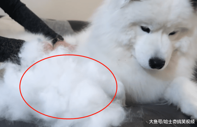 妹子养了只大白狗，结果一年后悲剧了，感觉像养了只“羊”