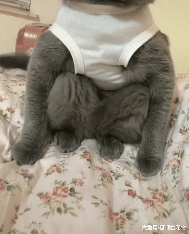 发现家里猫会亚洲蹲，配着没睡醒的表情，主人：你真的是英国的？