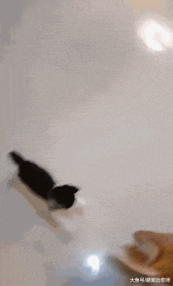 小貓咪想找貓爸貓媽玩，結果它們迅速躲了起來：熊孩子來啦快跑！