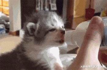 狗狗不能吃什么? 兽医偷偷告诉你, 这6种食物杀伤力很大!