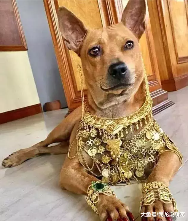 流浪狗被土豪收养后，瞬间走上狗的巅峰，网友表示：让人羡慕！