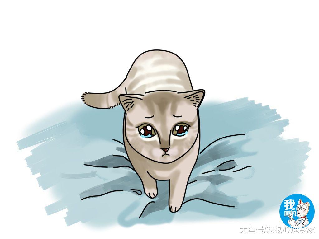 铲屎官一进厕所，猫咪就在外面叫唤，是在暗示什么？