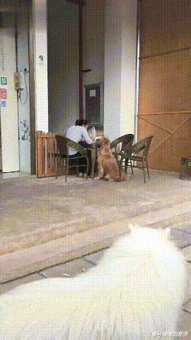 金毛看到人家吃饭，把头搁在桌子上等：姐姐你真美，给我吃一口！