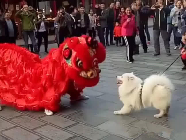 萨摩耶遇见了舞狮队，非要跟人家比划两招，网友：果然是三傻