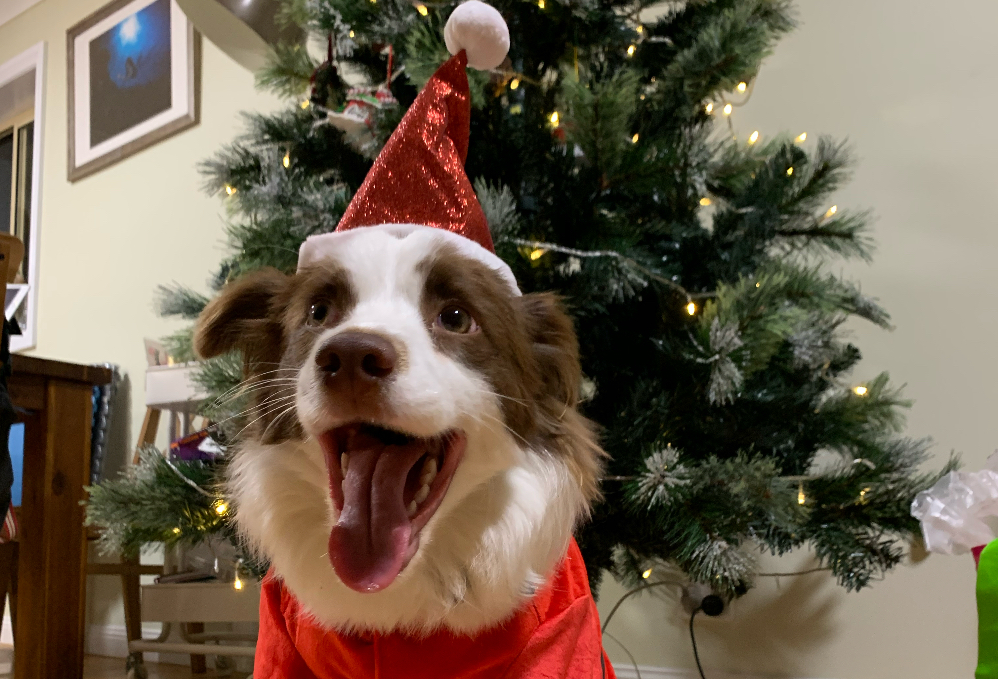 秋冬季家里的边牧狗狗流鼻涕要怎么办？