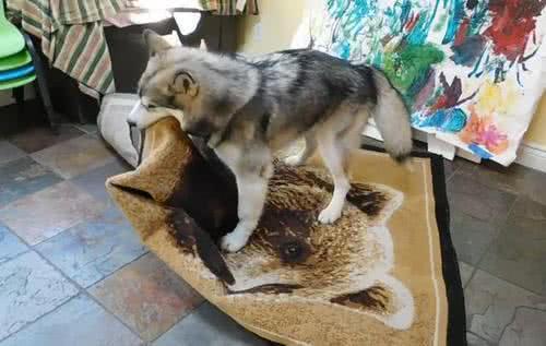 哈士奇被大理石桌子崩掉牙，满脸委屈：我的拆家大业毁于一旦