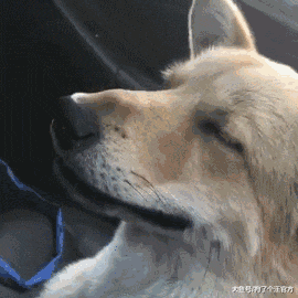 混夜市的狗果然不简单