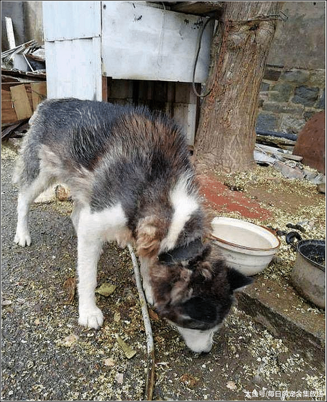 男子出差，把二哈带回老家，老妈嫌它脏不让进门，再见时瞬间落泪