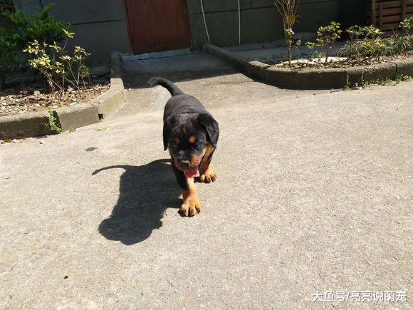 罗威纳很自由，它可以自己在门外玩，有陌生人就躲回家