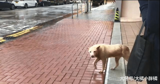 流浪狗想进大厦躲雨，却被保安驱逐，离开时的落寞表情让人很心疼