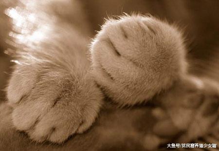 上帝觉得猫奴的生活不够甜，于是召唤出了猫爪，萌控福利