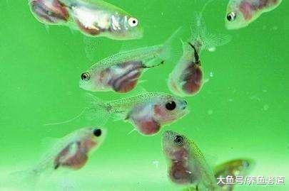 自家的金魚繁殖成功后，小魚苗應該怎么喂養、換水？