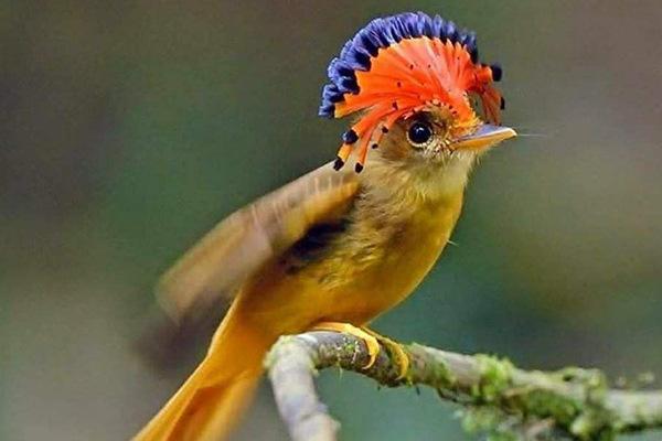 全球10大最美鸟类，大蓝蕉鹃和葵花凤头鹦鹉领衔，你都认识吗？