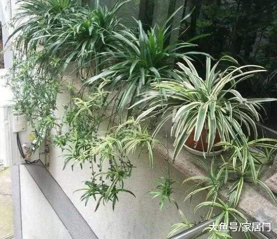 家里萬萬要養這幾種植物，有錢人一看就懂，難怪身體越住越健康